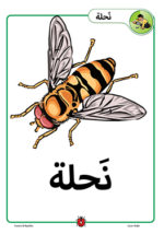 Colouring and Reading (Bee)